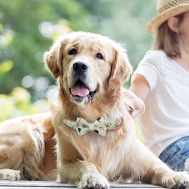 Hilkycton Dog Collar and Leash Set with Flower Bow Tie Girls Dog Collar Dog Tag Metal Buckle Adjustable for Small Medium Large Dogs Avocado-L