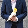 Cockatiel 21, Stuffed Bird Toy, No. 6457