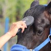 Harrison Howard- Cepillo para Crin y Cola de Caballo -