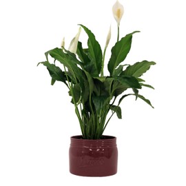 Costa Farms Premium Live Indoor Peace Lily Spathiphyllum, Tabletop Plant Ceramic Decorator Pot, Shipped Fresh From Our Farm, 15-Inch
