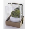 Kishima CT Catalyst Deodorizing Artificial Green Succulent
