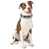 MAOWUWUJOZ Martingale Collar for Dogs - Reflective Nylon No Slip