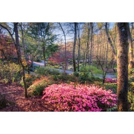 Azalea Dogwood - 30 Live Plants - Pink and Red Flowering Rhododendron