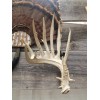 Thuli Products Antler Shed Display Clamp