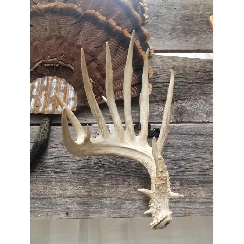 Thuli Products Antler Shed Display Clamp