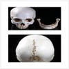 Holibanna Human Skull Teaching Model Lifesize Human skeleton Anatomical Head
