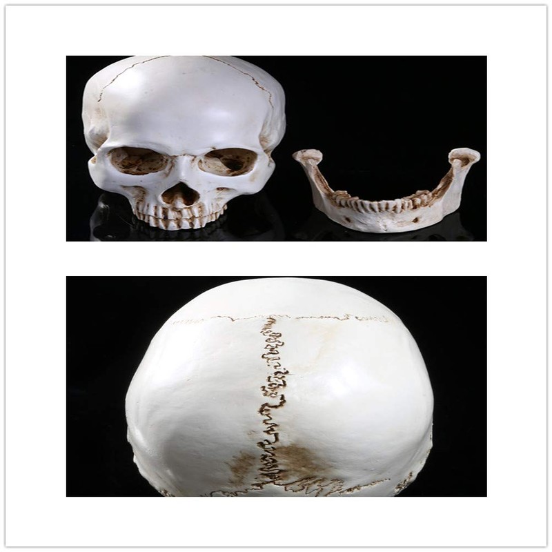 Holibanna Human Skull Teaching Model Lifesize Human skeleton Anatomical Head