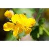 Pure Herbs: Celandine - 4 oz.