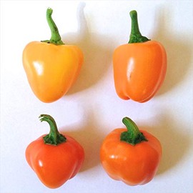 Wayland Chiles Mini Yellow Bell Sweet Pepper Seeds