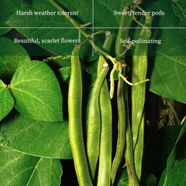 Premier Seeds Direct PREMIER SEEDS DIRECT - Runner Bean - Firestorm - 55 Grams ~ Approx 40 Seeds - SELF Fertile
