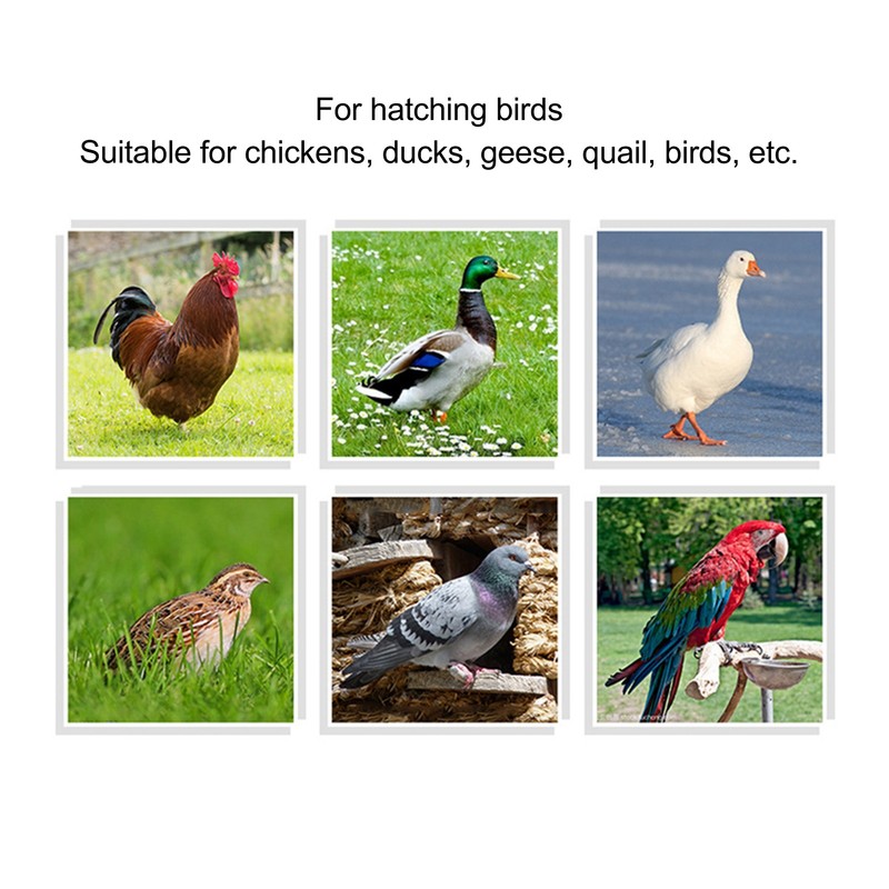 Automatic Incubator Temperature Controller with HD Display High Accuracy Incubator