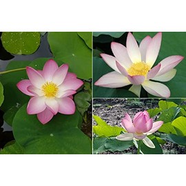 Generic Lotus Nelumbo Nucifera 10+ Seeds
