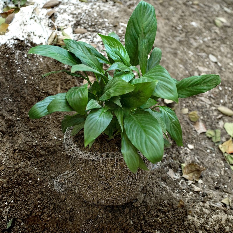 Root Guard Gopher Proof Wire Basket Mole and Vole Mesh