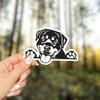 Rottweiler Dog Peeking Vinyl Sticker - for Water Bottle Car