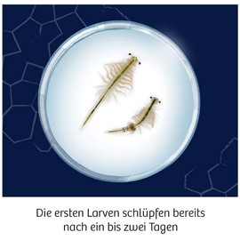 Kosmos KOSMOS 616632 Fun Science -Wuselnde Salzkrebse, Erwecke die Urzeit zum Leben, Experimentierset für Kinder ab 8 Jahre, Komplett-Set, Eier, Futter, mehrsprachige Anleitung (DE, EN, FR, IT, ES, NL)