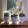 Altman Plants Assorted Cactus Collection 2.5" 12 pack