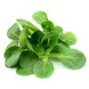 Mache - Large Leaves Variety and Best for Overwintering in