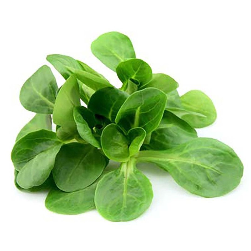 Mache - Large Leaves Variety and Best for Overwintering in