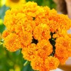 GardeningTreasures 75+ Giant Crackerjack Mix Marigold seeds