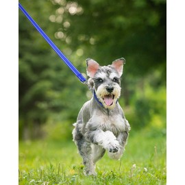 Taglory Reflective Heavy Duty Dog Leash 4ft 6ft,Neoprene Padded Handle and Metal Hook Pet Training Leashes for Small Medium Large Dogs