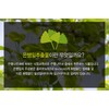 Benefits of Ginkgo Leaf Extract Ginkgo Leaf Nutrients Blood Circulation