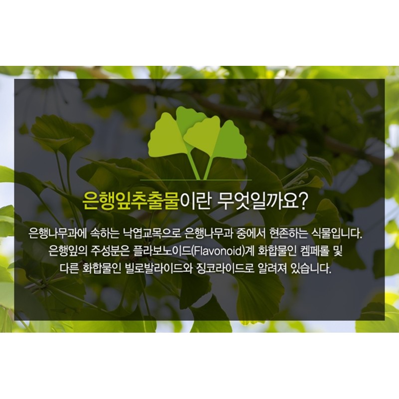 Benefits of Ginkgo Leaf Extract Ginkgo Leaf Nutrients Blood Circulation