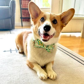 Lionheart glory Lionheart glory Premium Floral Dog Collars, Bowtie Dog Collar, Adjustable Heavy Duty Girl Dog Collar with Bow for Medium Dogs