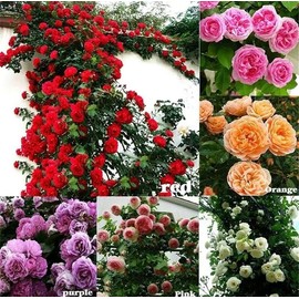 200 Mixed Color Climbing Rose Seeds Hardy Perennial Vine Roses for Outdoor Garden Beauty and Elegant Landscaping