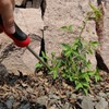 KLDOLLAR Weed Puller Tool, Dandelion Weeder Puller Tool with Soft