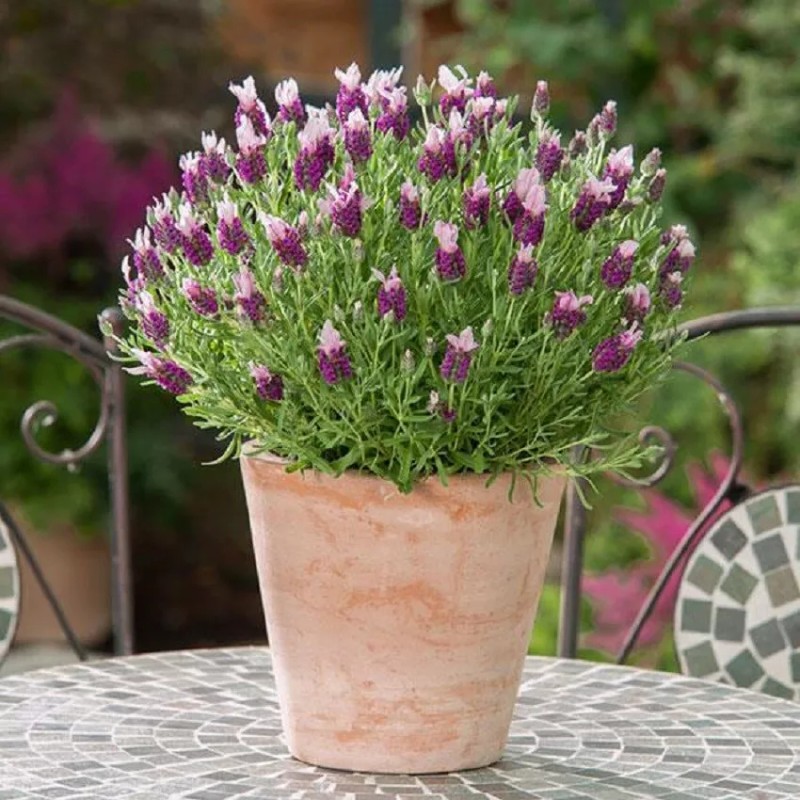 Lavandula Seeds 25 Lavender Bandera Pink Spanish Lavender Seeds