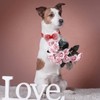 azuza Valentine's Day Dog Collar Removable Valentine Bowtie Dog Collar