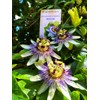 Unique Exotic Passion Flower Passionflower 10 Seeds for Planting Non-GMO