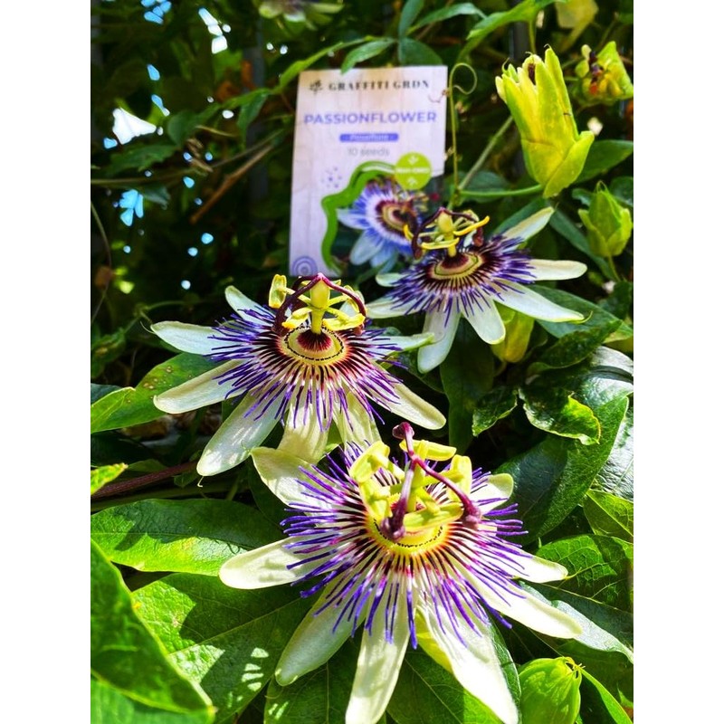 Unique Exotic Passion Flower Passionflower 10 Seeds for Planting Non-GMO