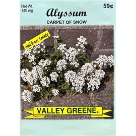 Set of 50 Alyssum - Carpet of Snow Annual Flower Seed Packets - Bulk Flower Seeds - Perfect for Creating Your Dream Garden! - Includes 50 Packets of Alyssum - Carpet of Snow