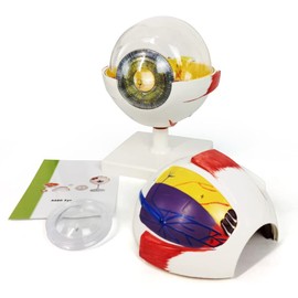EVOTECH SCIENTIFIC Eye Ball Anatomical Model, Removable Eye Ball Model 6 Pieces, Close Callus, Sclera, Choroid, Retina, Iris, Lens, Glass Body, Optical Nerve, etc., with Colourful Manual (English