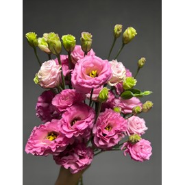 Lisianthus Seeds, Pack of 30 Eustoma Grandiflorum Seed, Flower Seeds for Planting (Hot Pink)