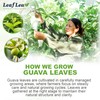 LeafLea Guava Leaf Tea, 80 Fresh-Sealed Tea Bags, Herbal Tea