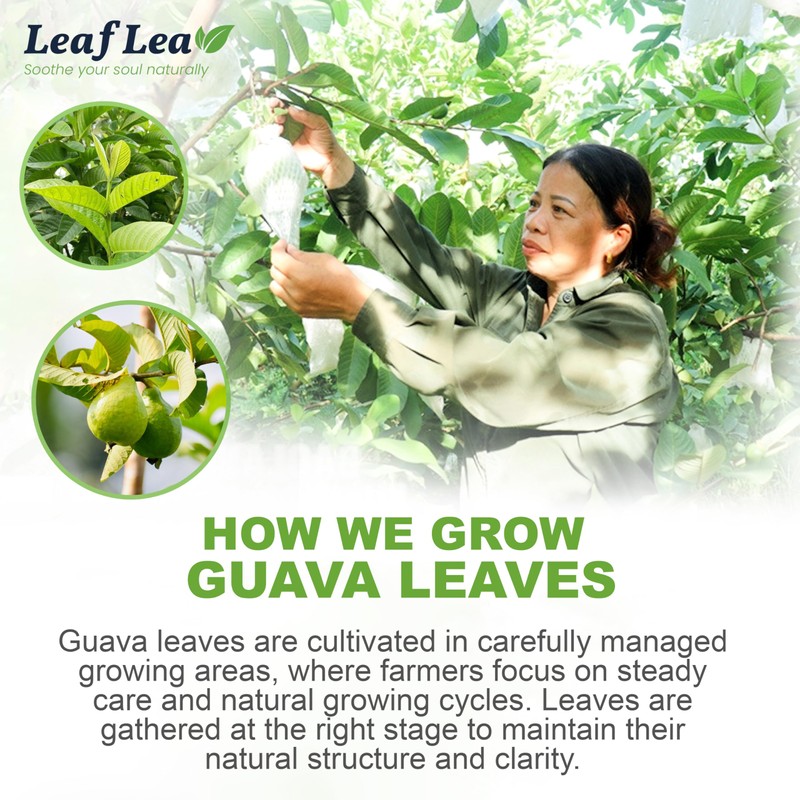 LeafLea Guava Leaf Tea, 80 Fresh-Sealed Tea Bags, Herbal Tea