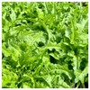 Everwilde Farms - 1 Oz Organic Royal Oakleaf Leaf Lettuce