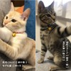 Kokoneko Honpo Cat Collar, Safety Safety with Bell, Japanese Pattern,