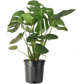 American Plant Exchange Monstera Deliciosa – Live 10-Inch Pot Swiss Cheese Plant, Large Statement Houseplant, Easy-Care Low-Maintenance Air Purifying Tropical Vine for Home, Office & Garden Décor