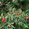 Herb To Body Butcher’s Broom Root Powder | Ruscus Aculeatus