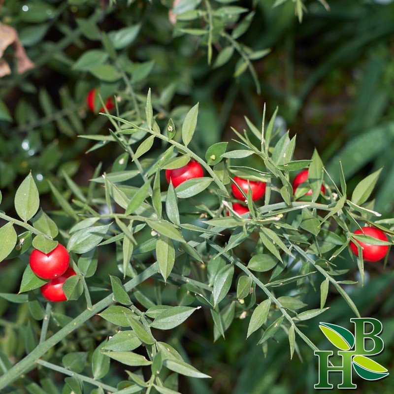 Herb To Body Butcher’s Broom Root Powder | Ruscus Aculeatus