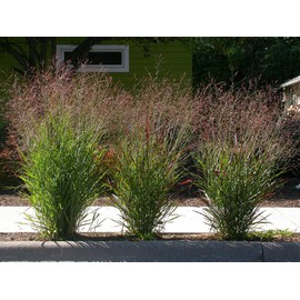 1000 Switchgrass Switch Grass Seeds ‘Cave in Rock’ Panicum virgatum