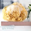 Neptune Sea Wool Sponge – Natural Mediterranean Bath Sponge, Hand-Cut,