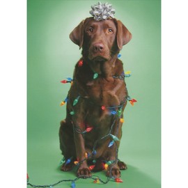 Sellers Publishing RSVP Chocolate Lab with Bow on Head and Wrapped in Lights Humorous/Funny Christmas Card