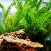 Java Fern Tropical Freshwater Live Aquarium Plant Decorations 3 Days