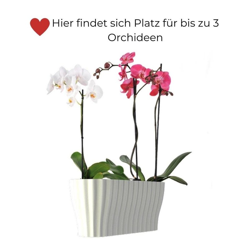 Plastia Triola Orchid Box, White