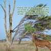 Mofuiry 2 Pack Heavy Duty Metal Branch Holder Mounted Deer