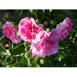 Seven Sisters Old Garden Antique Heirloom Climbing Rambler Rose Bush Live Plant Double Pink Starter Size 4 Inch Pot Emeralds TM